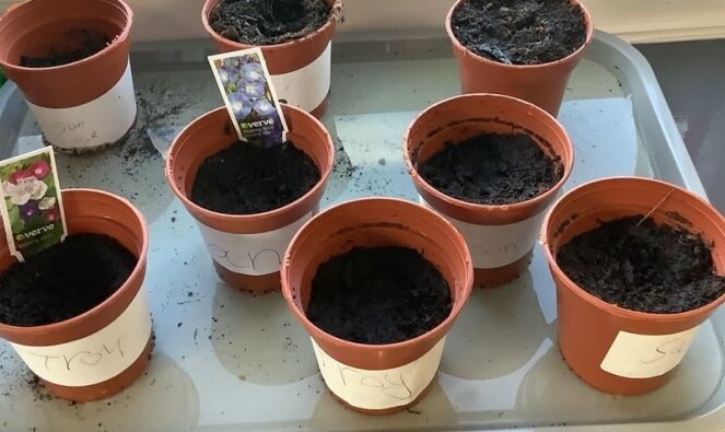 cropped-Plants.jpg
