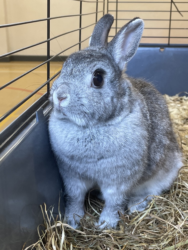 Bunny rabbit in his cage