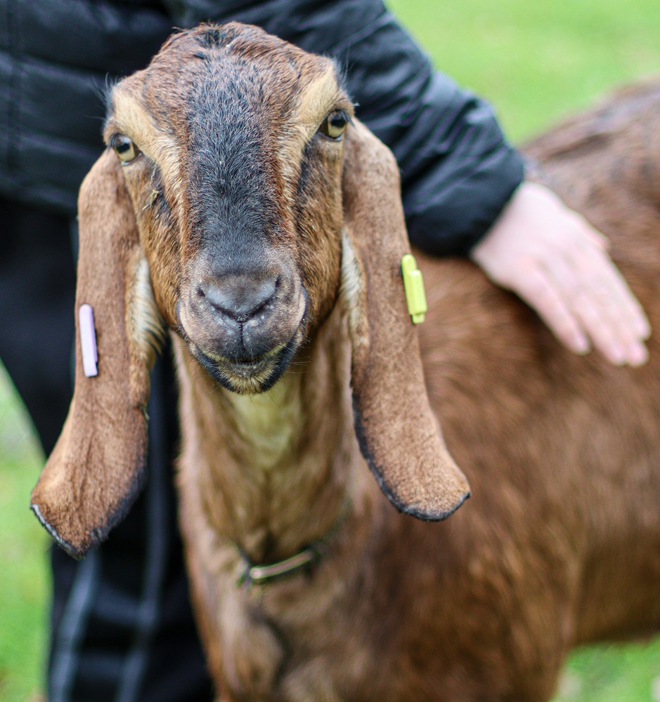 A goat being stroked by a pupil