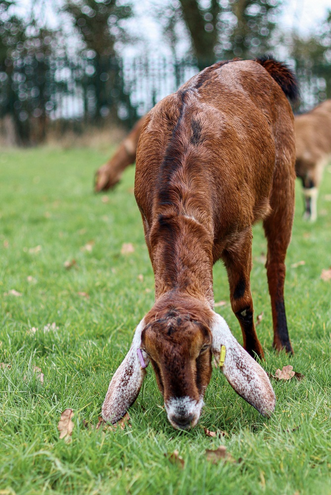 Goat grazing