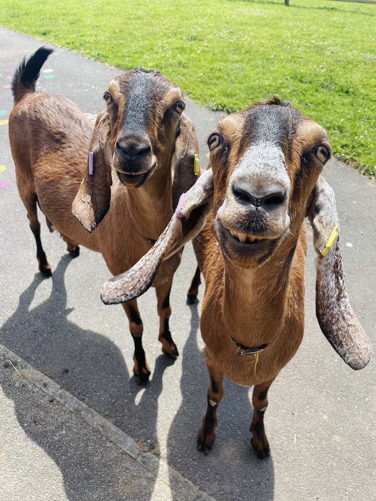 Two goats smiling at the camera