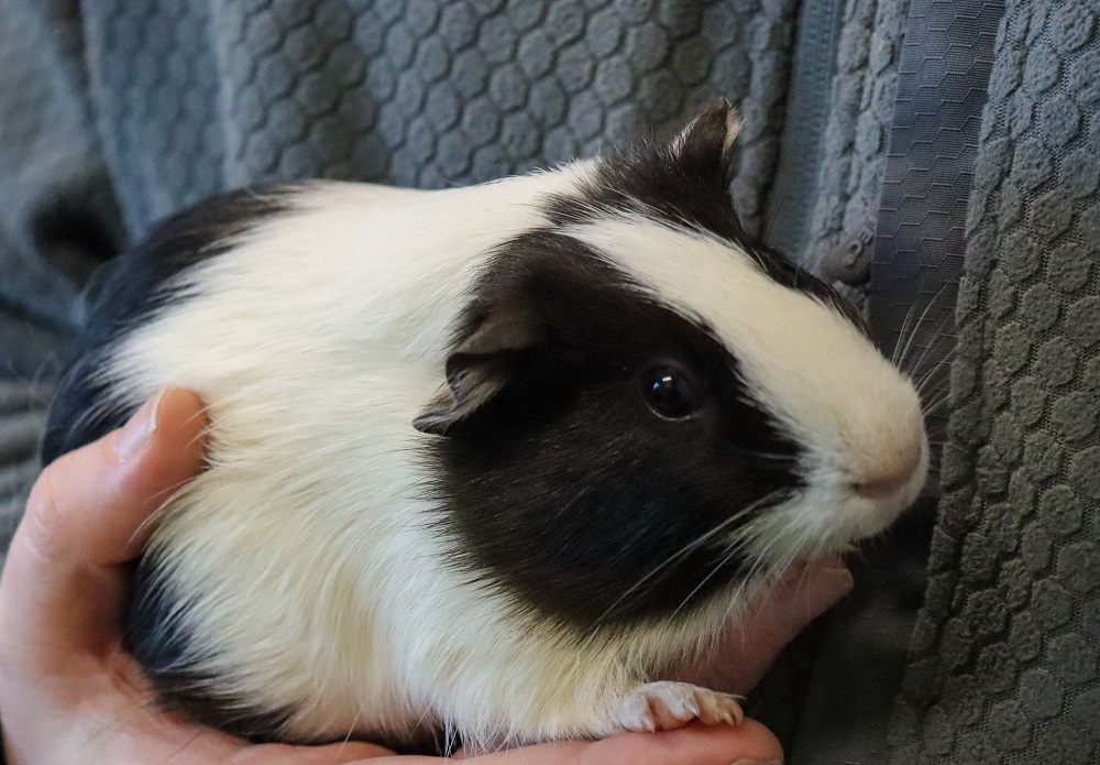 A guinea pig being held by a pupil