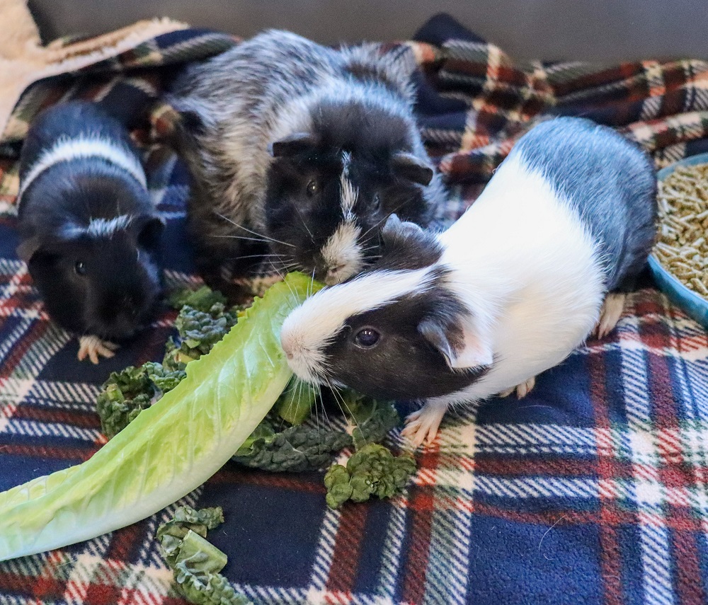 2 guinea pigs munching lettuce
