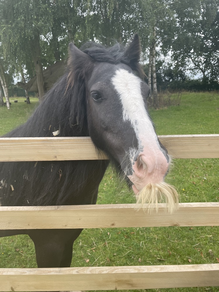 Harlee the pony