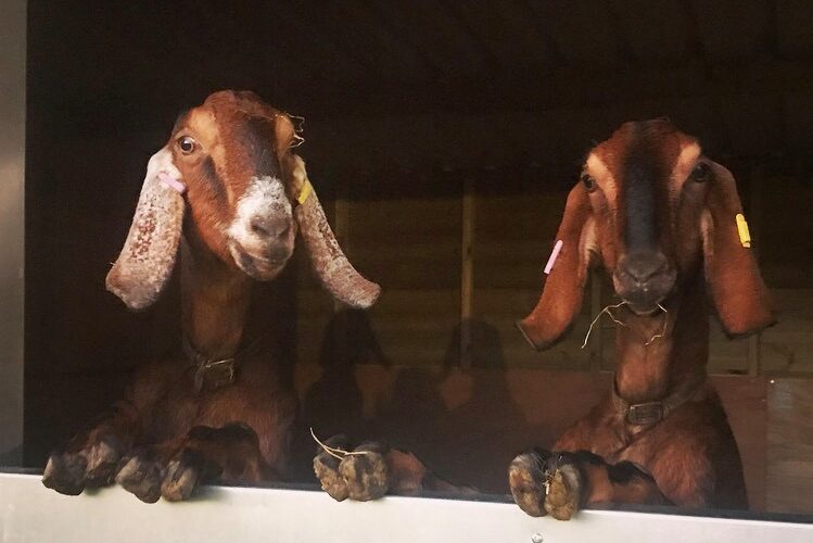 cropped-Foxfields-Goats2.jpg